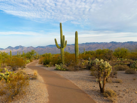 Los cactus: Supervivientes del Desierto