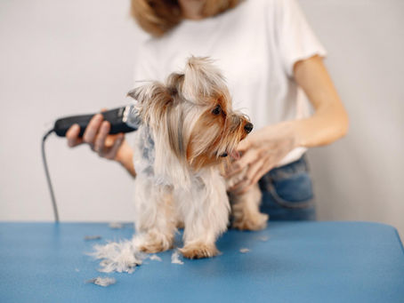 Cómo tratar con perros nerviosos o agresivos en peluquería canina