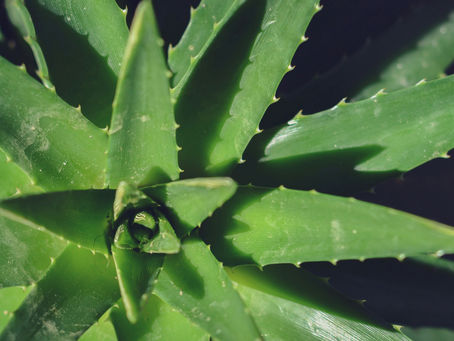 Aloe Vera: El Secreto Verde para Tu Salud y Belleza Natural