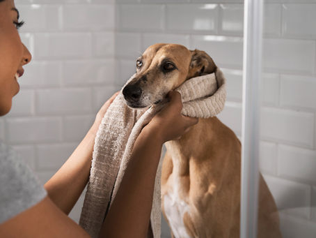 Errores Comunes al Bañar o Cortar el Pelo de un Perro