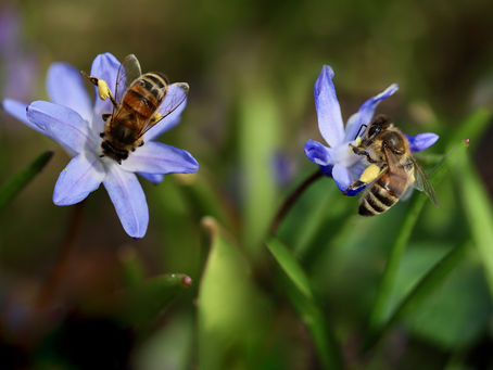 El Rol Esencial de las Abejas en Nuestro Mundo