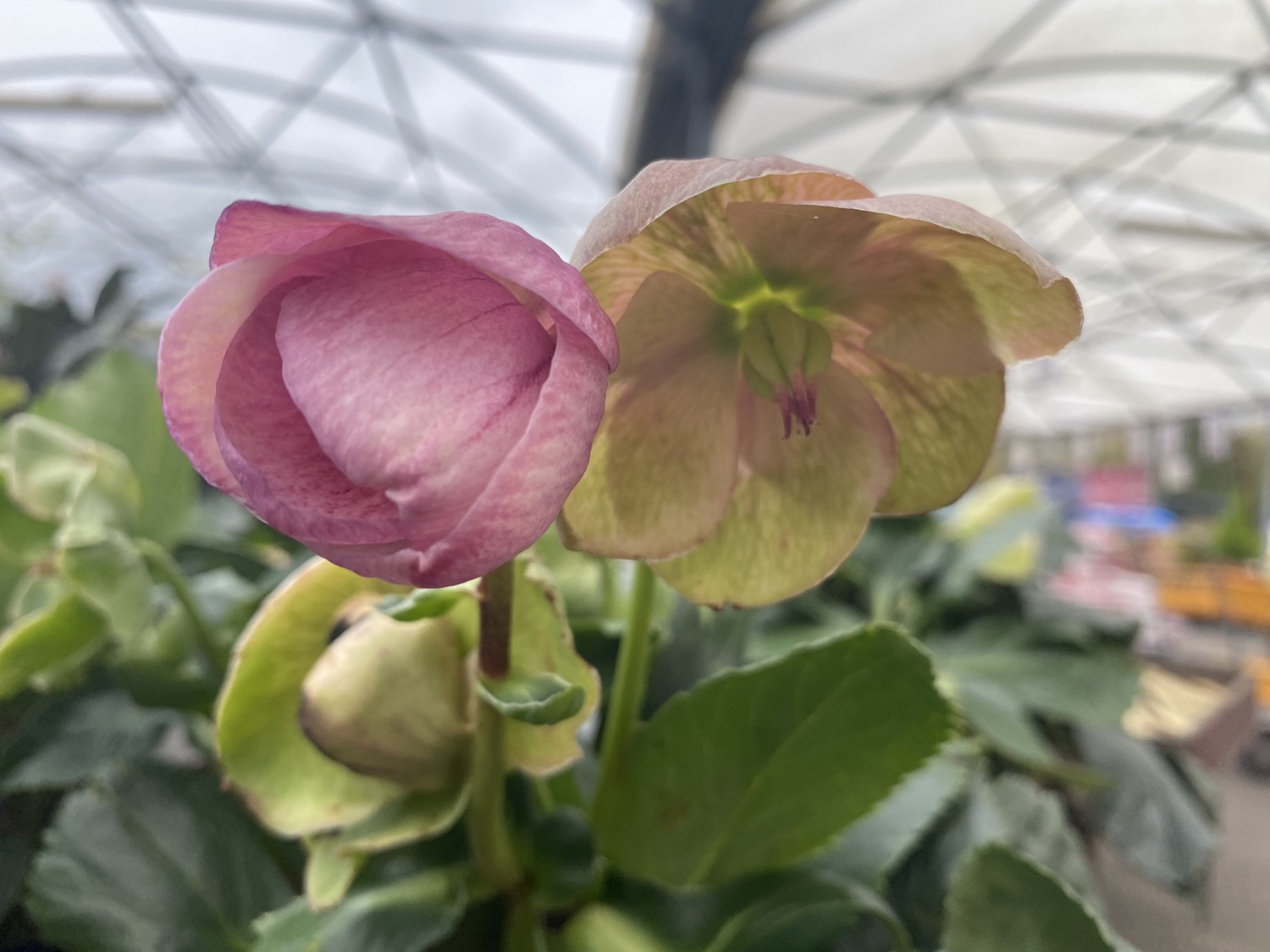 Thurrock Garden Centre Plants