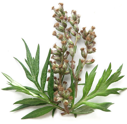 Artemisia vulgaris_AdobeStock_224914758.jpeg