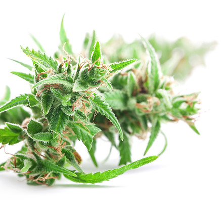 Marihuana_iStock-985607746.jpg