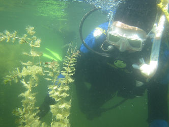 plongeurs myriophylle_12062021.jpg