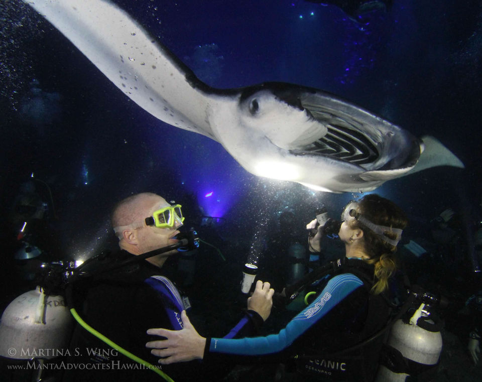 Scuba diving with stingray