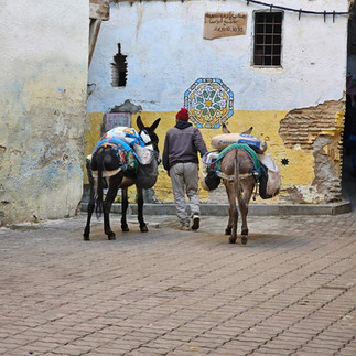 travel donkeys