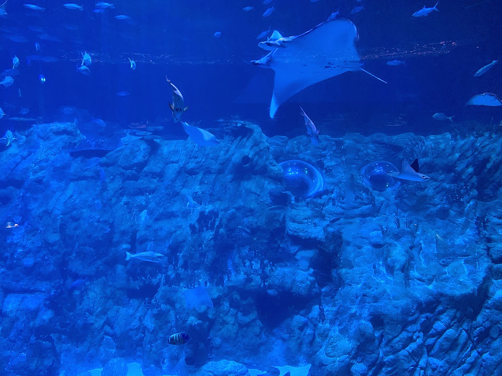 Aquarium at Ocean Park in Hong Kong