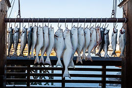 Fish on Hooks