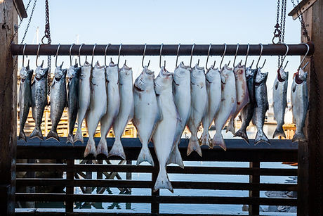 Fish on Hooks