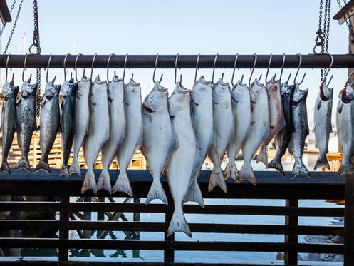 The Thrill of the Hunt: Legendary Deep Sea Fishing Records and Remarkable Feats