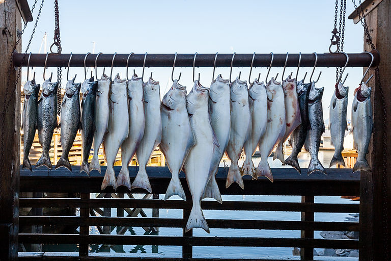 Fish on Hooks