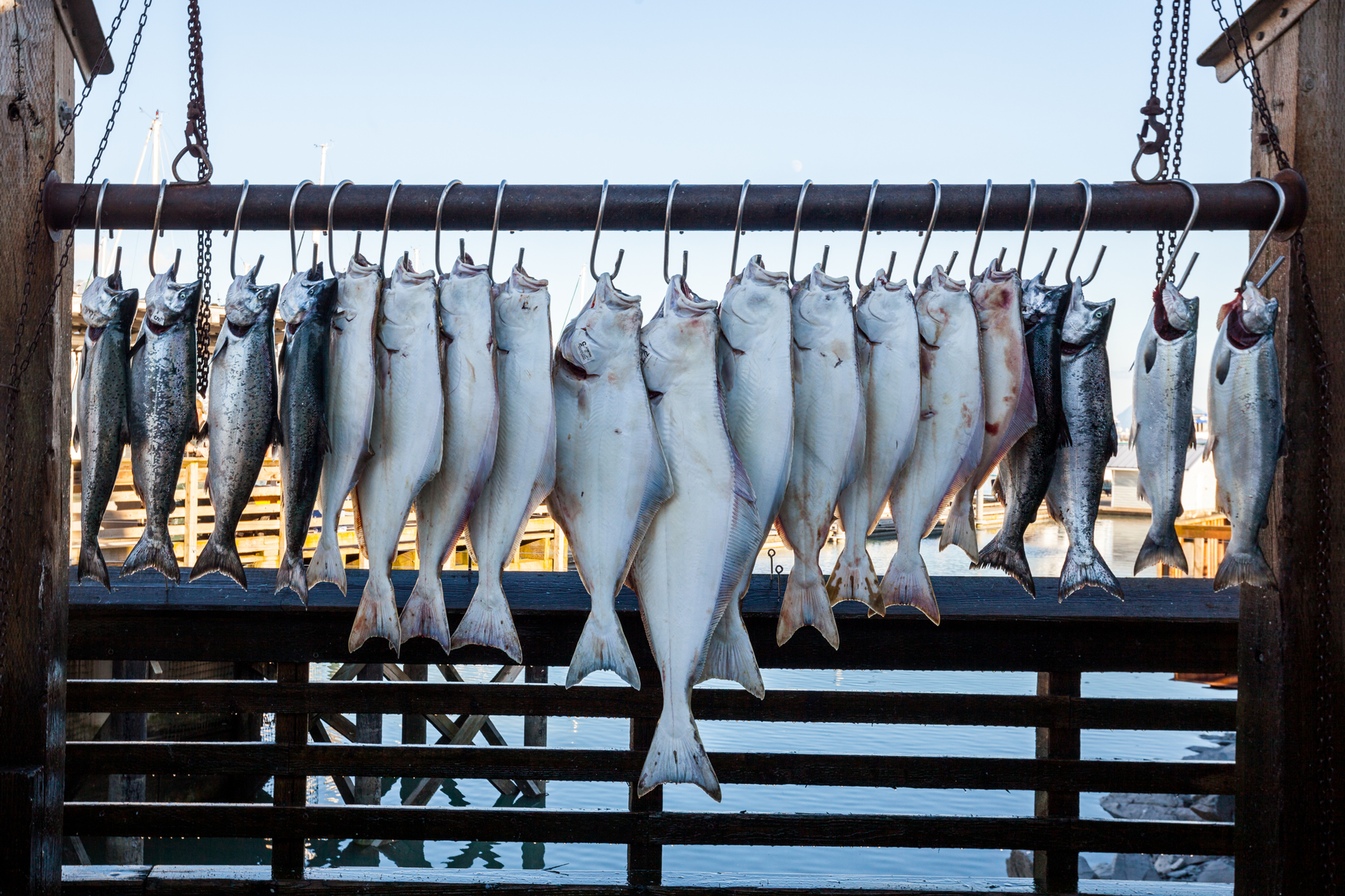 Vibrant Salmon Prey Lures