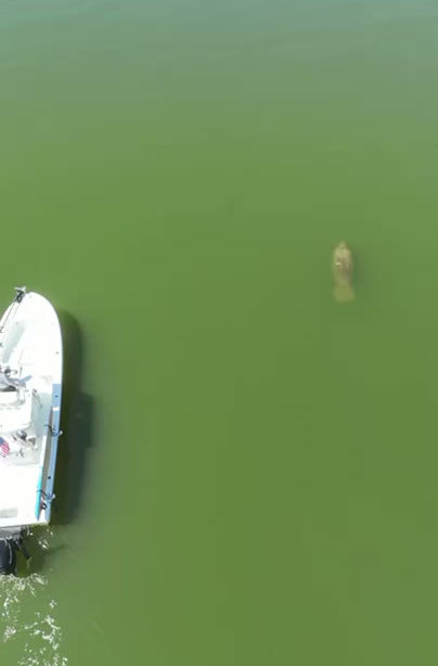 Cruising through Life like a Manatee