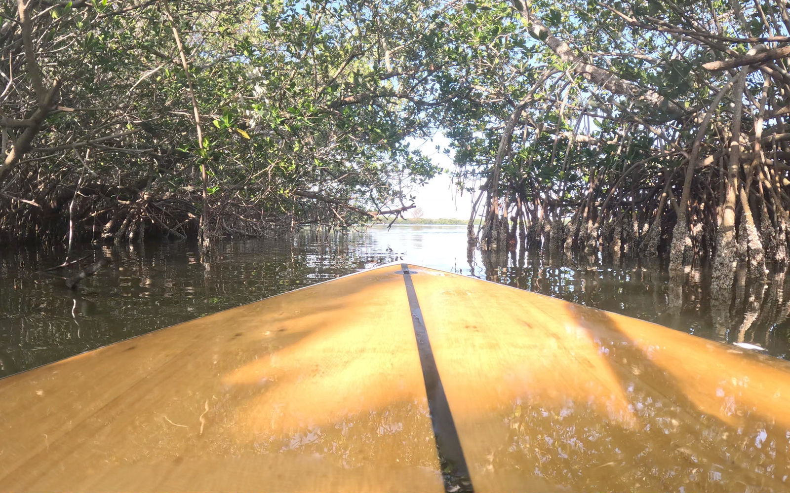 Mangrove Roots Seek the Water—Mine Too