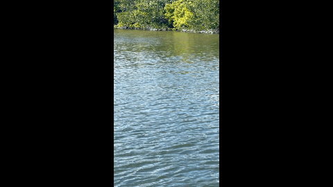 dolphin 1.gif dolphin having fun