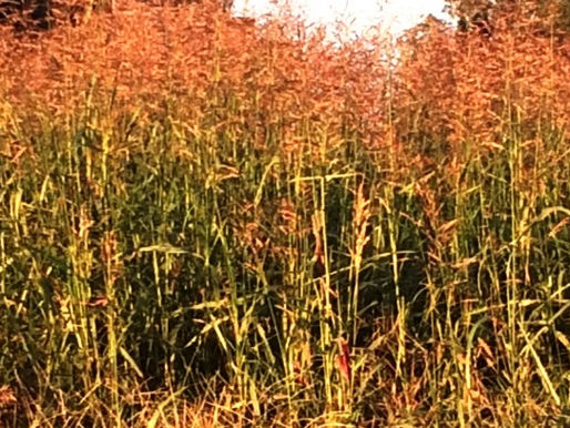 People, Politicians and Pasture Grass