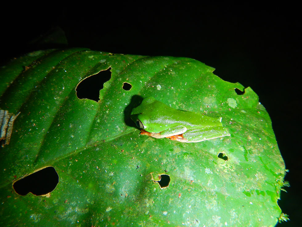 Monkey Tree Frog