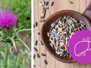 Leber entgiften mit Wildpflanzen – Wenn die Leber aus dem Gleichgewicht gerät