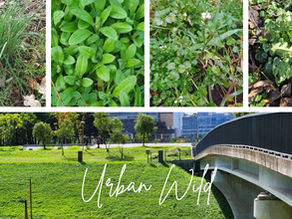 Welches urbane Grün findest du jetzt in deinem Stadtbild ?