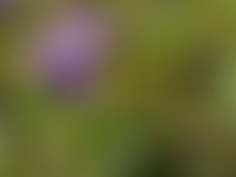 Das Duftveilchen – Zartes Blümchen mit großer Wirkung