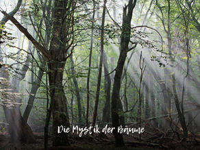 Die Mystik der Bäume: Saga Grünwald über die spirituelle Kraft des Waldes