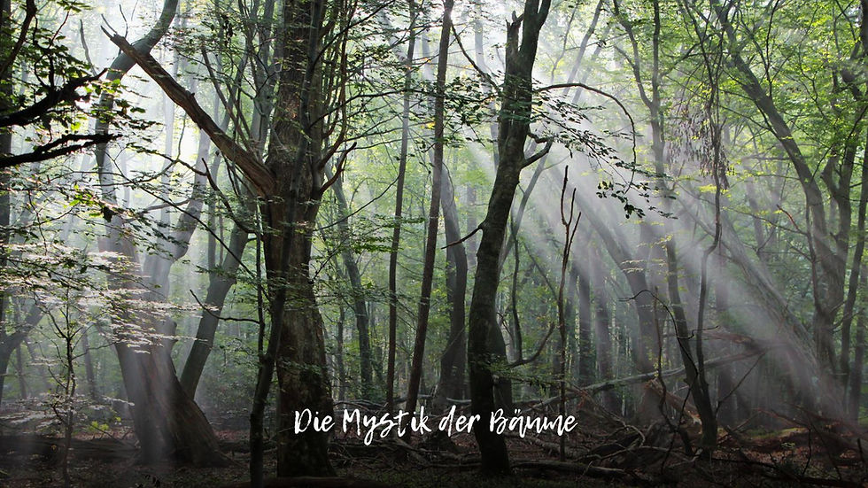 Die Mystik der Bäume: Saga Grünwald über die spirituelle Kraft des Waldes