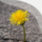 Der Löwe in der Wiese - Was du du noch nicht über den Löwenzahn weißt.