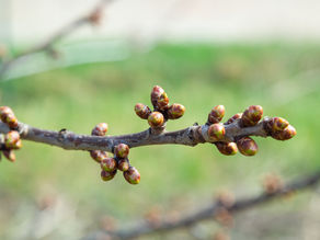 Die Heilkraft der Knospen – Einführung in die Gemmotherapie