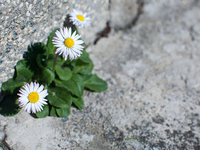 In der Stadt Wurzelsammeln? Urban Foraging leicht gemacht.