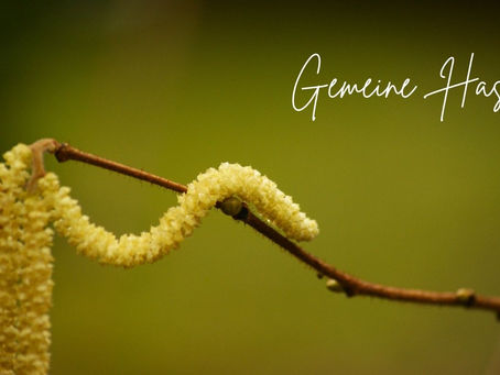 Die Gemeine Hasel im Vorfrühling – warum es sich lohnt, jetzt genau hinzusehen