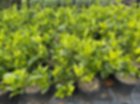 Gardenia veitchii 3.5L
