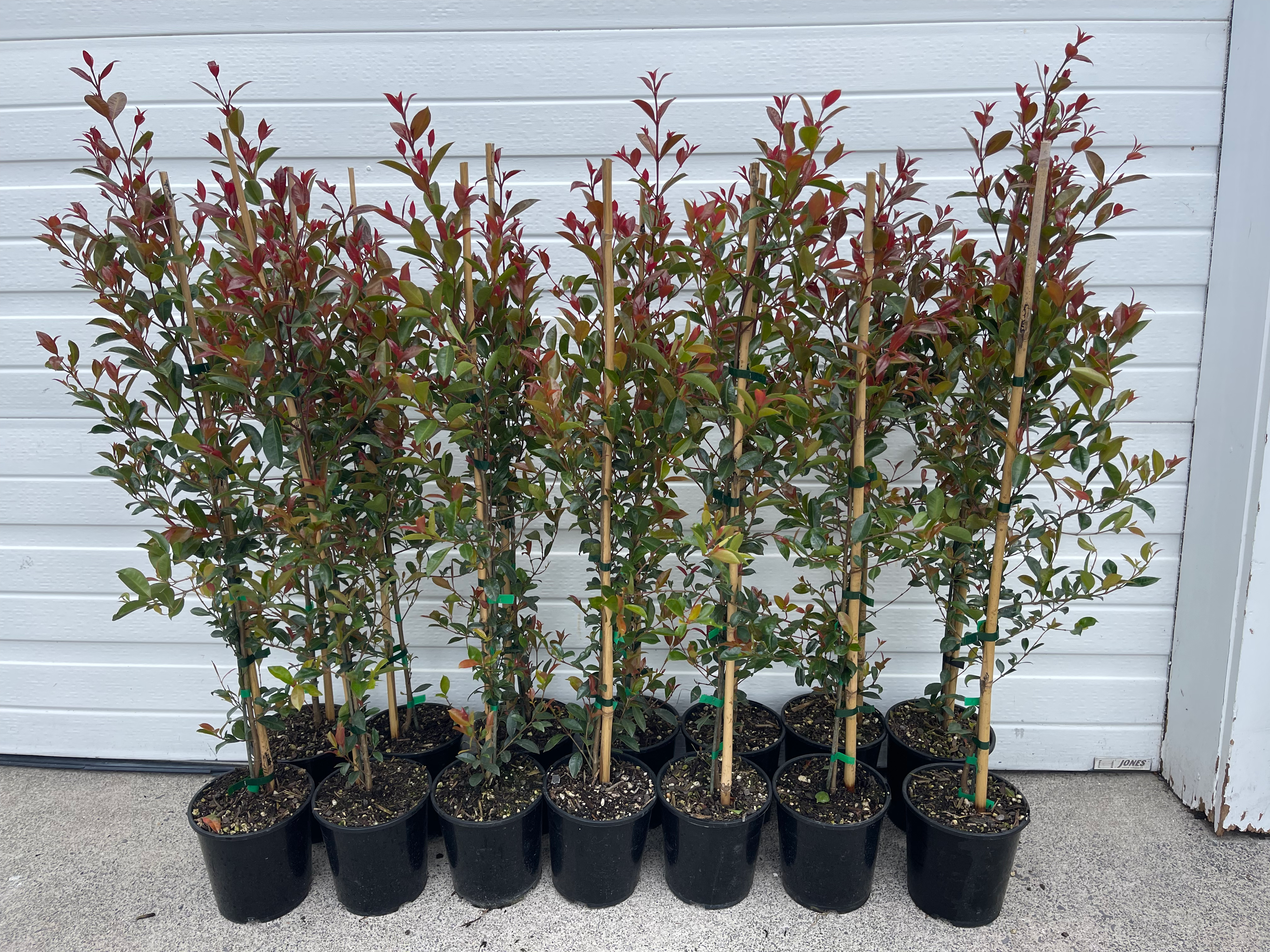 Eugenia ventenatii"Lilly pilly"