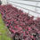 Thumbnail: Loropetalum"burgundy"