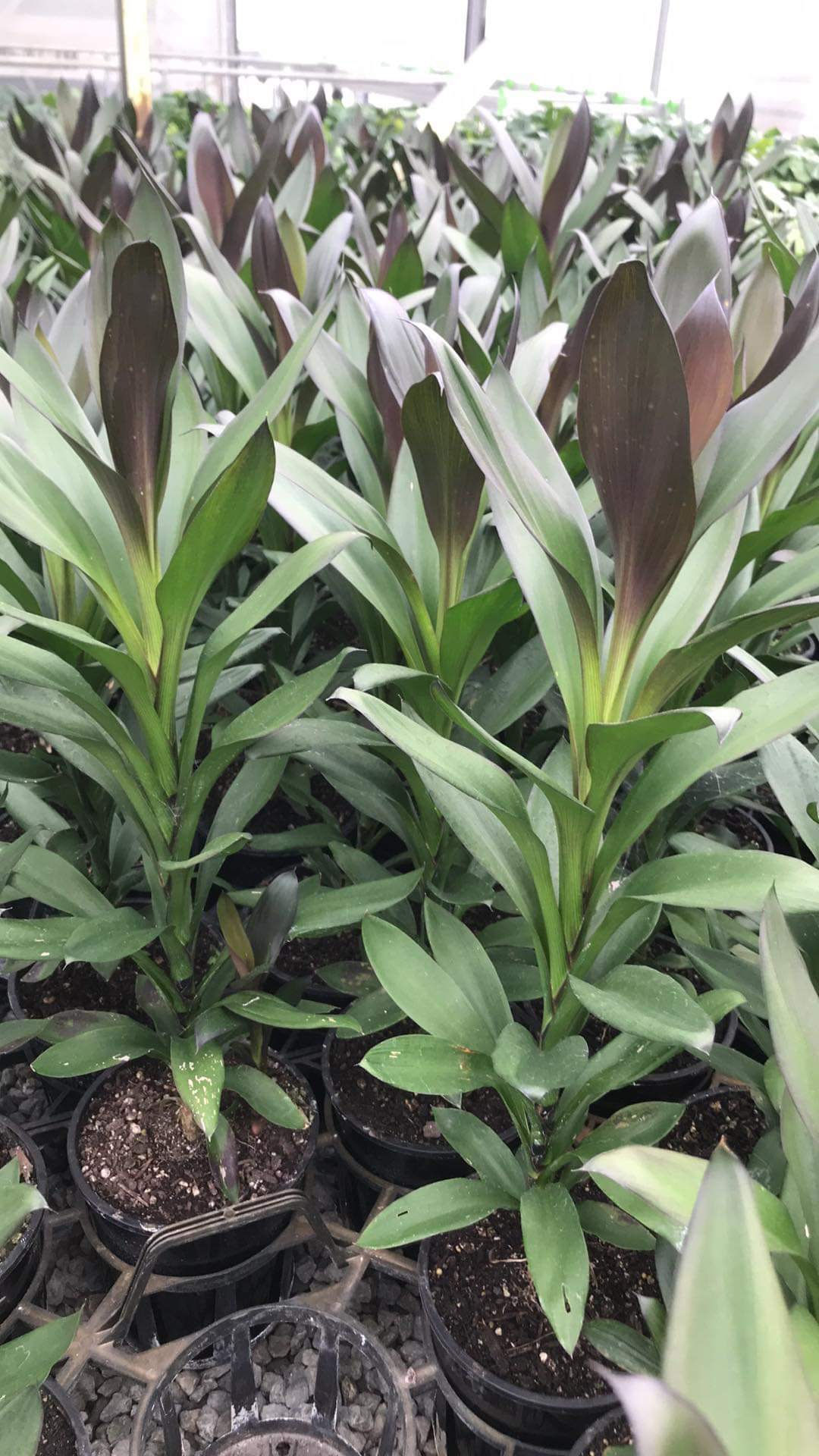 Cordyline “show off”
