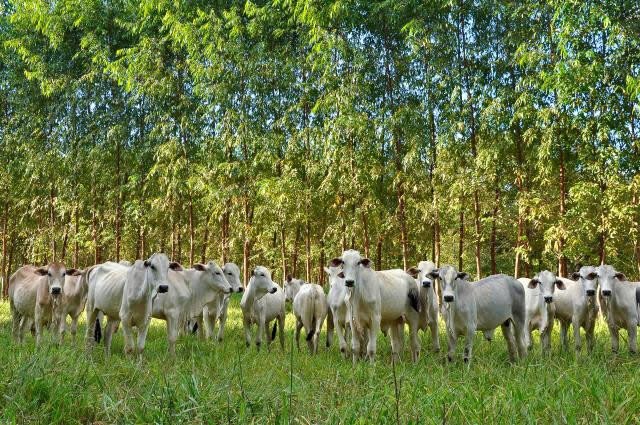 Sistema silvipastoril pasto gado e florestas