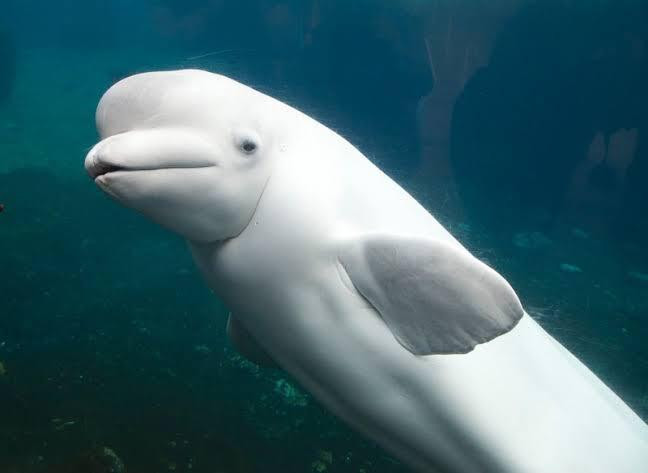 Baleia Beluga Little Grey