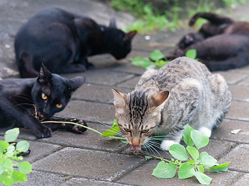 Outdoor cats can be a dangerous nuisance to homeowners and landscapers. Scram for Cats granular, all natural cat repellent deters and repels outdoor cats.
