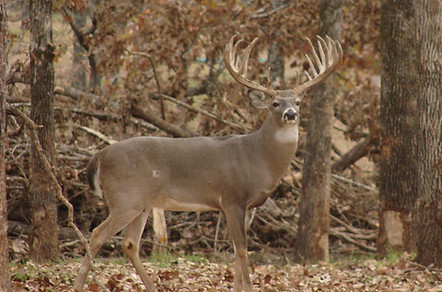 Monarch II pic 2.jpeg