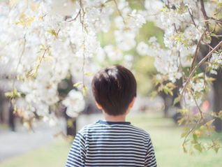 桜お写んぽ日記✐