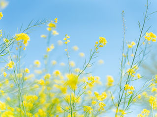 春の菜の花とともに❀屋外カメラ講座を開催しました✐(埼玉県)