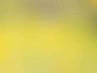 菜の花畑で遊ぶ子ども