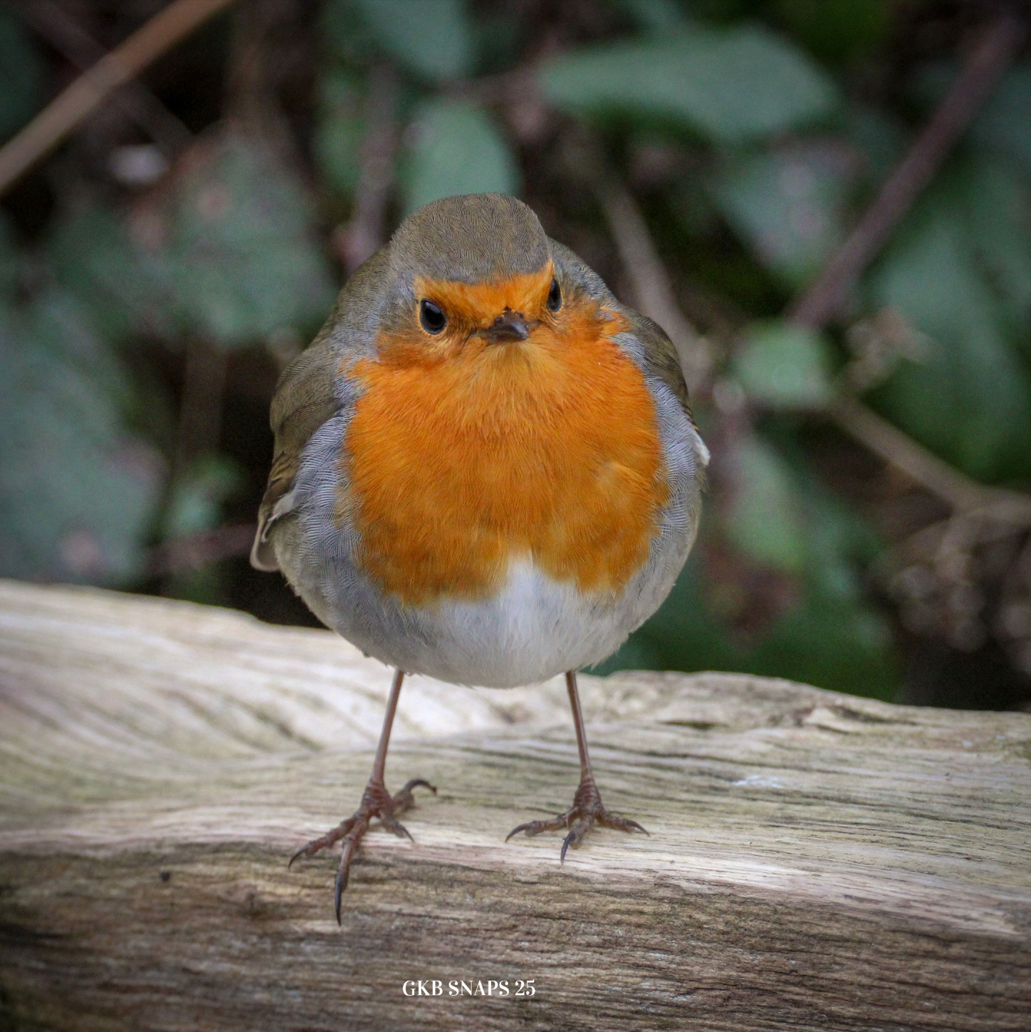 The Watchful Robin