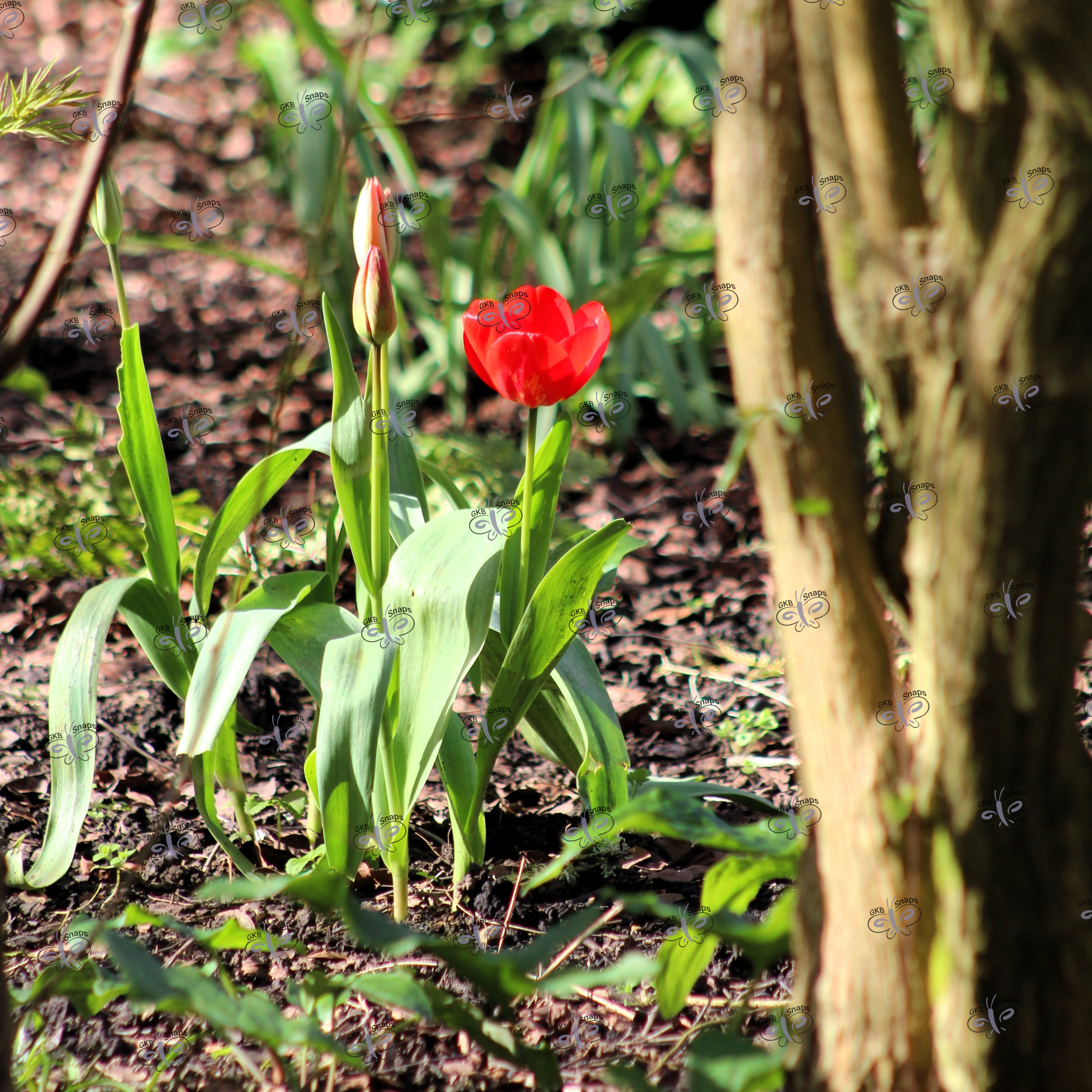 Red tulip with a tree framing the font on the photo on the right side