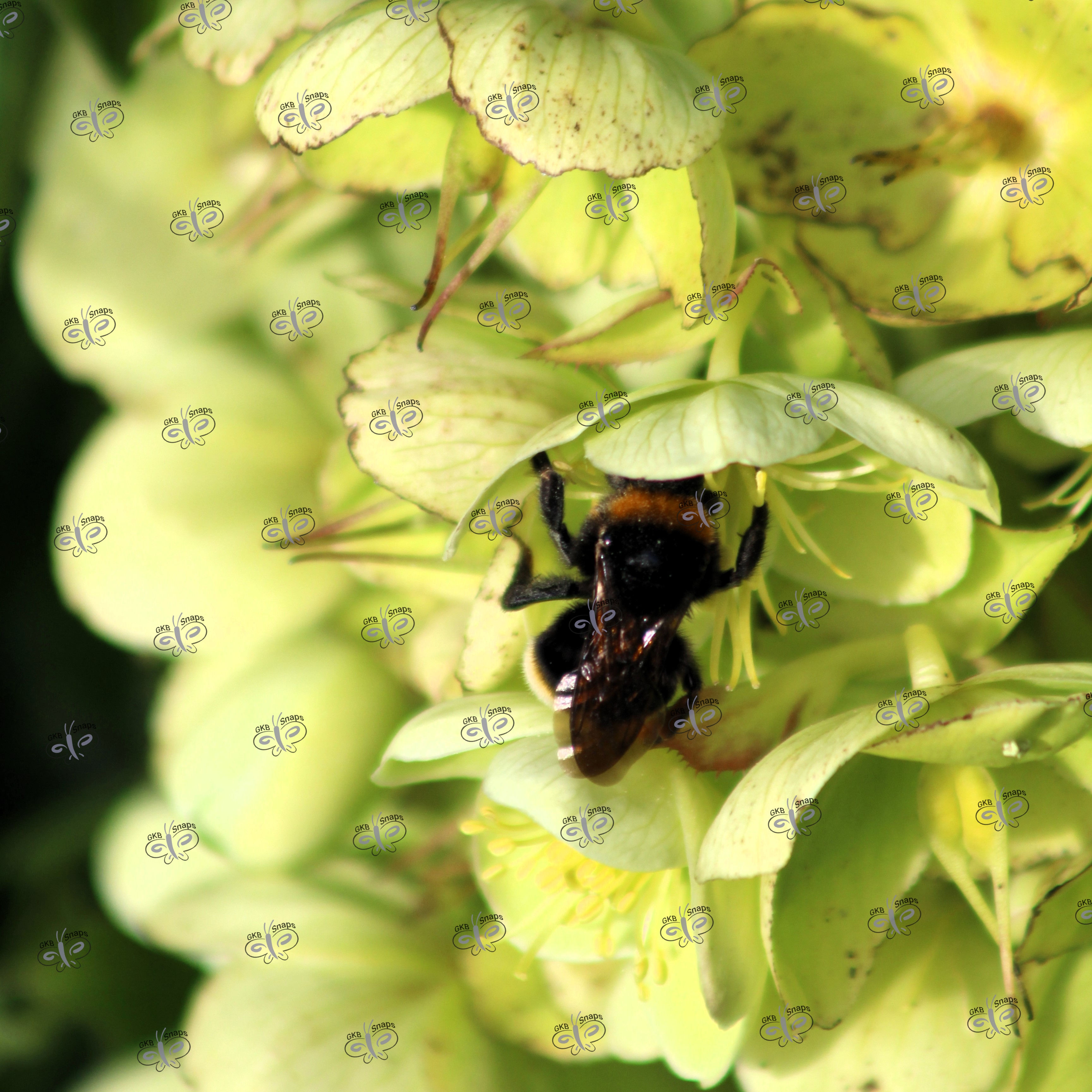 A bee gathering pollen from a plant