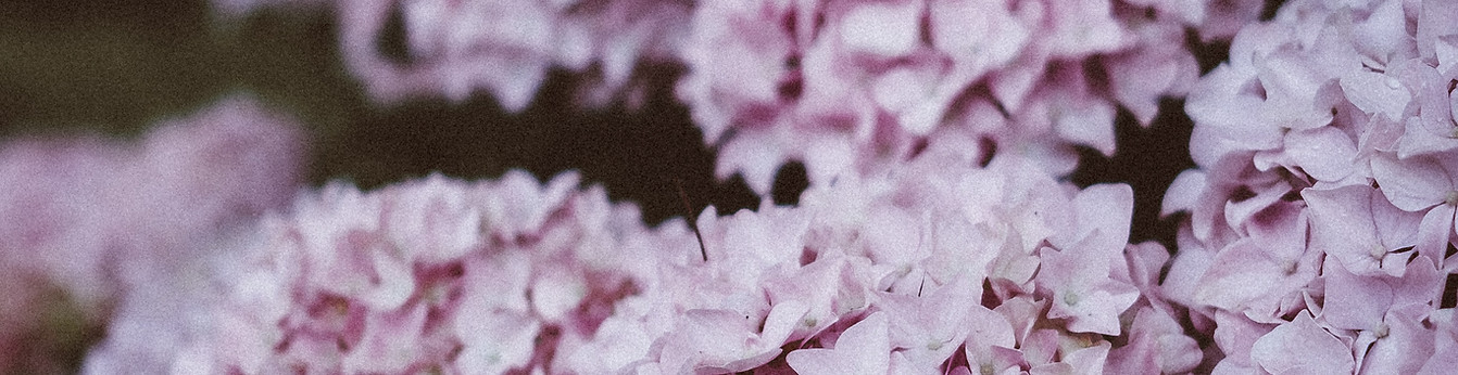 Pink Hydrangea Blossoms