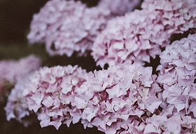 Lilac Hydrangea