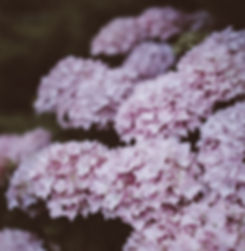 Lilla Hydrangea