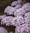 Lilac Hydrangea
