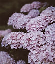 Lilac Hydrangea